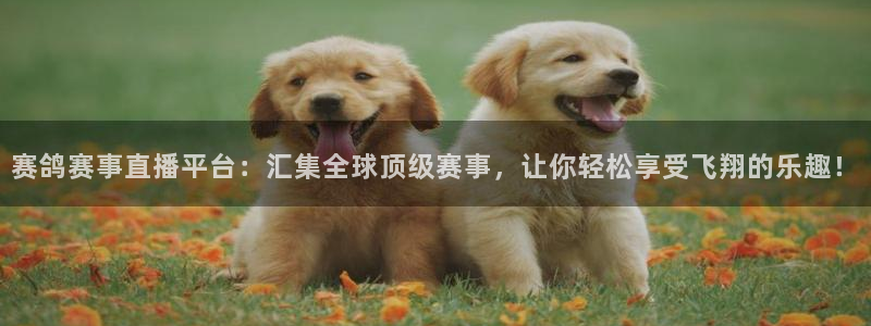 鲸鱼体育免费观看