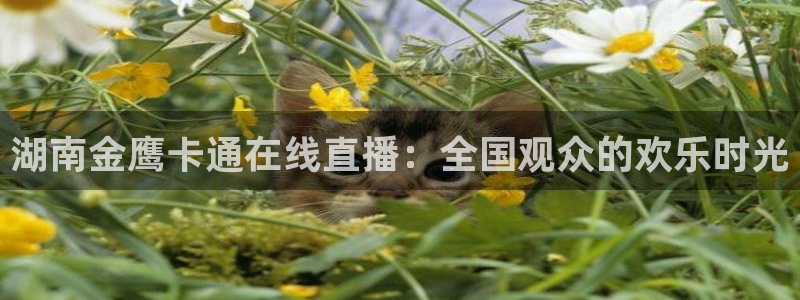 鲸鱼nba直播：湖南金鹰卡通在线直播：全国观众的欢乐时光